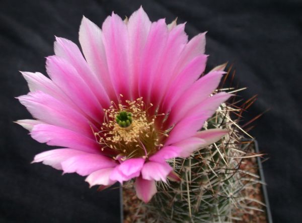 Echinocereus fendleri kuenzleri HK 0267